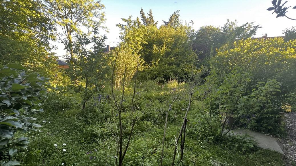 Garten mit Apfelb&auml;umen, Kr&auml;utern und Wildpflanzen